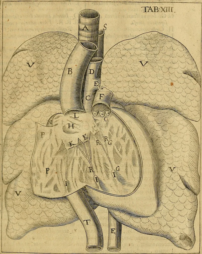 An illustration from Corporis humani disquisitio anatomica : in qua sanguinis circulationem in quavis corporis particula plurimis typis novis, 1651, leaf 158