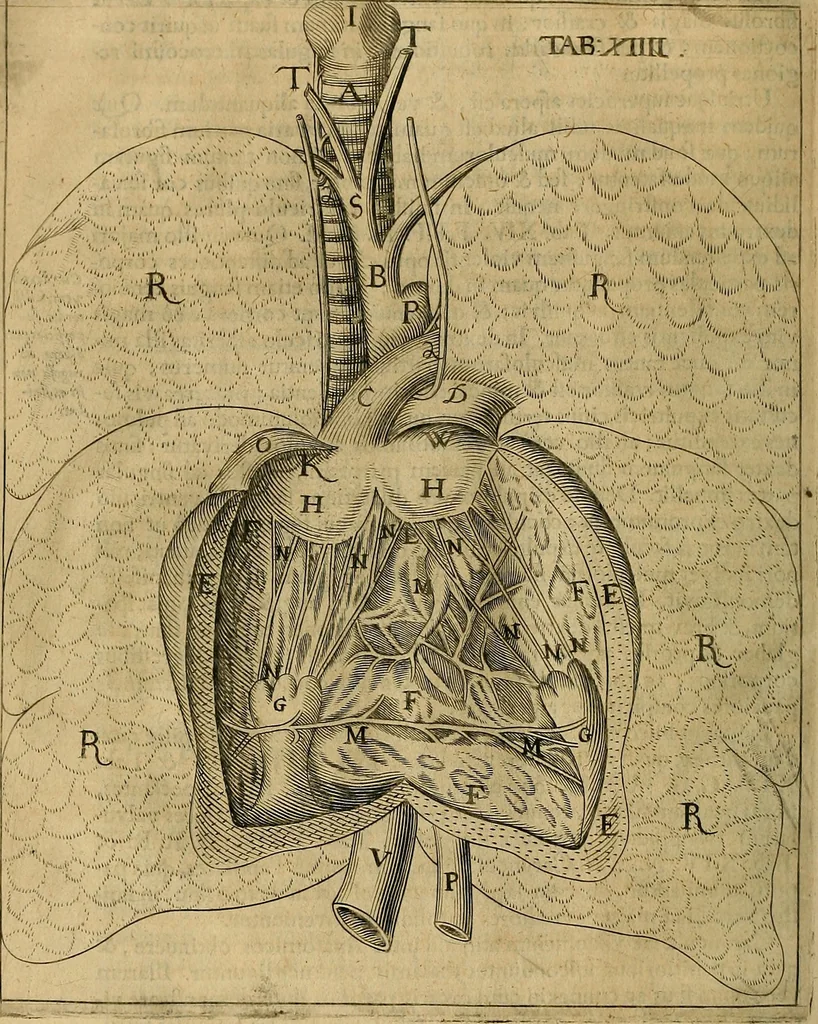 An illustration from Corporis humani disquisitio anatomica : in qua sanguinis circulationem in quavis corporis particula plurimis typis novis, 1651, leaf 161