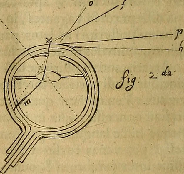 An illustration from Corporis humani disquisitio anatomica : in qua sanguinis circulationem in quavis corporis particula plurimis typis novis, 1651, leaf 257