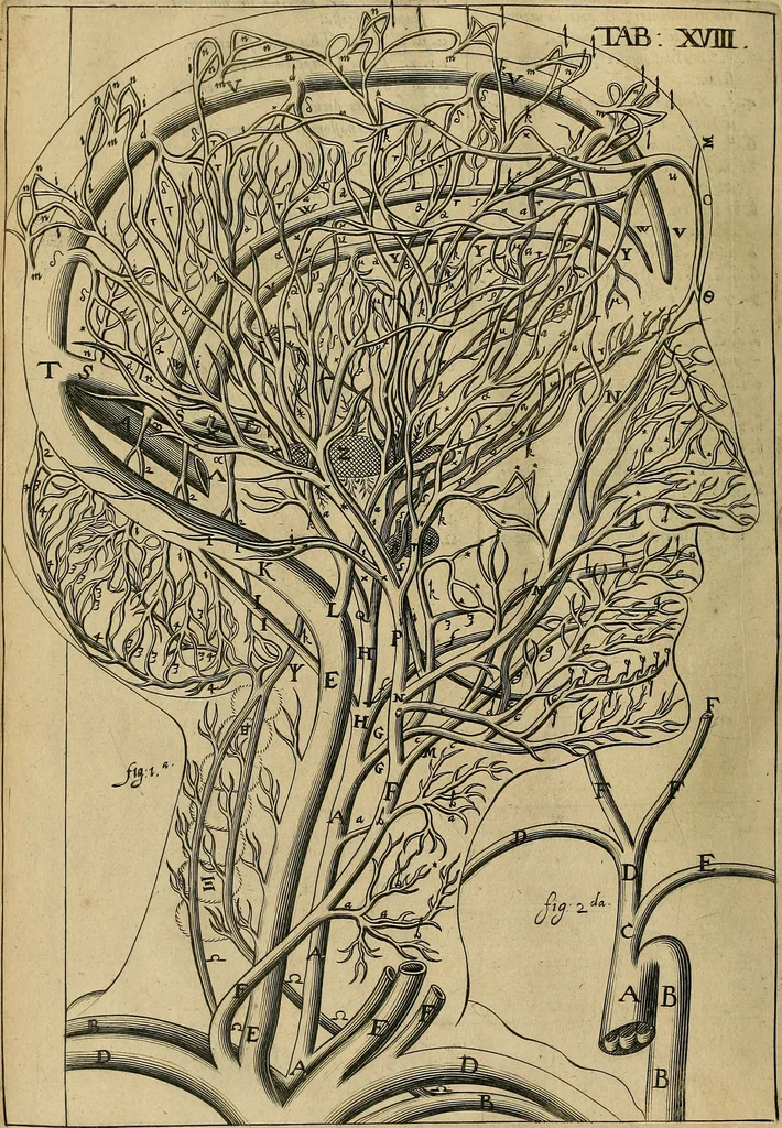An illustration from Corporis humani disquisitio anatomica : in qua sanguinis circulationem in quavis corporis particula plurimis typis novis, 1651, leaf 265