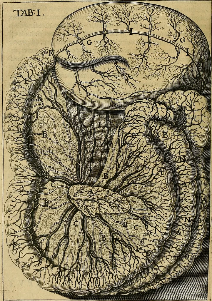 An illustration from Corporis humani disquisitio anatomica : in qua sanguinis circulationem in quavis corporis particula plurimis typis novis, 1651, leaf 53