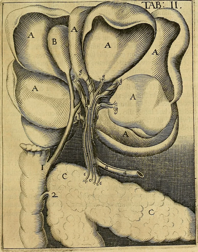 An illustration from Corporis humani disquisitio anatomica : in qua sanguinis circulationem in quavis corporis particula plurimis typis novis, 1651, leaf 56
