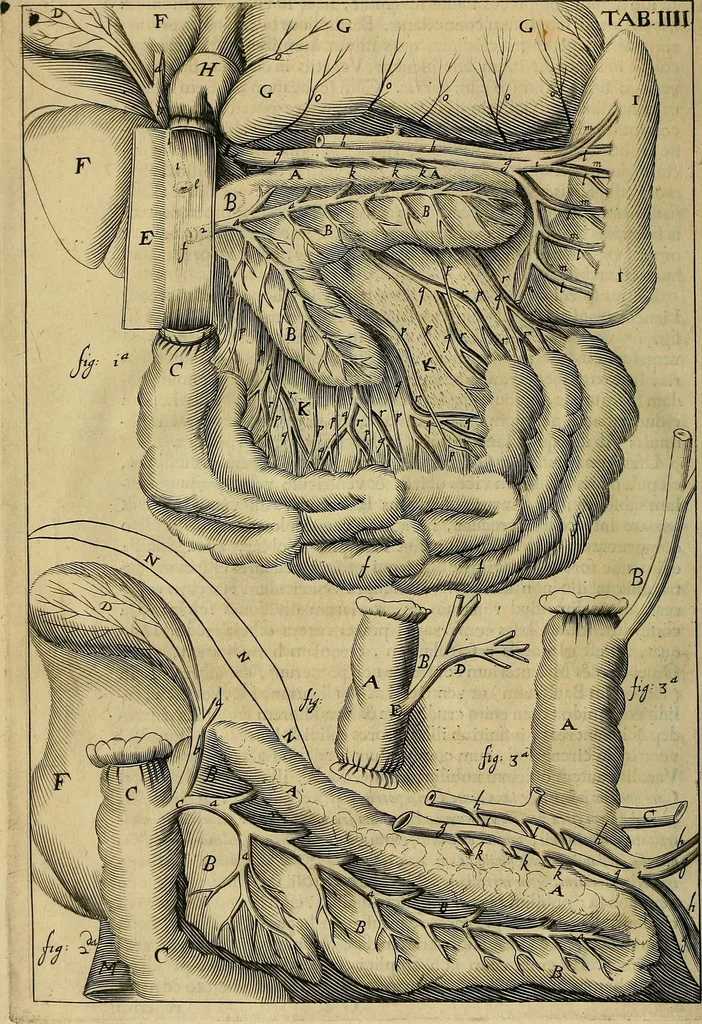 An illustration from Corporis humani disquisitio anatomica : in qua sanguinis circulationem in quavis corporis particula plurimis typis novis, 1651, leaf 61