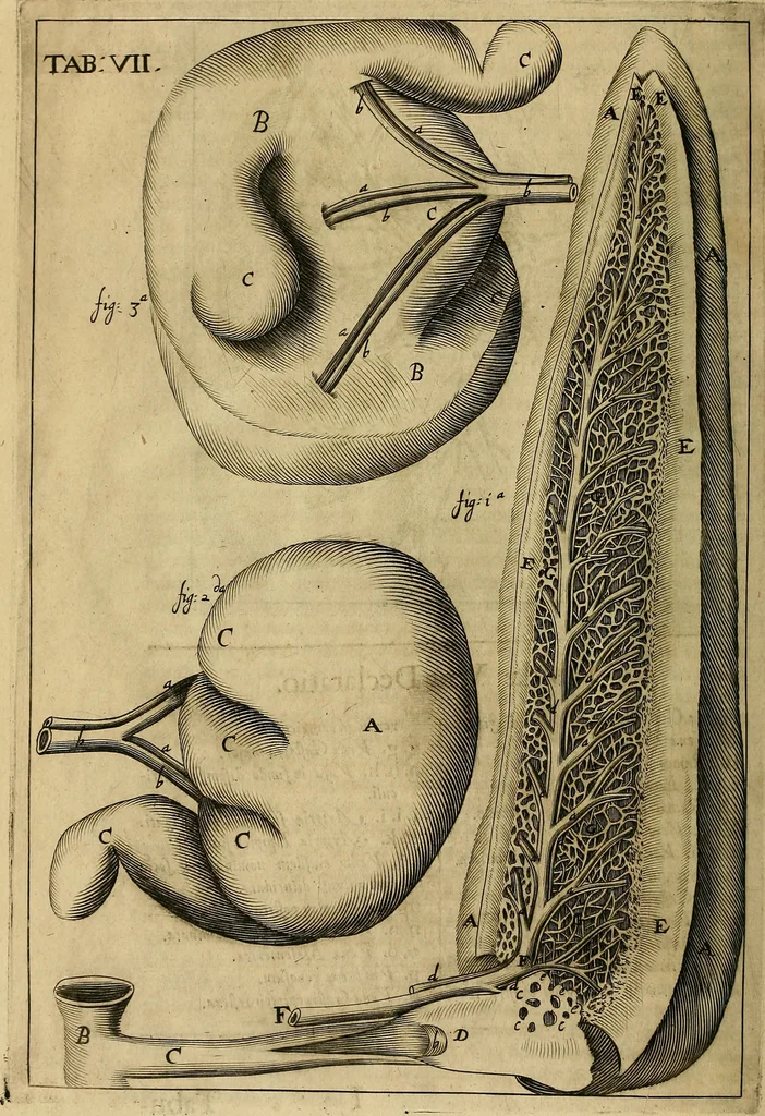 An illustration from Corporis humani disquisitio anatomica : in qua sanguinis circulationem in quavis corporis particula plurimis typis novis, 1651, leaf 79