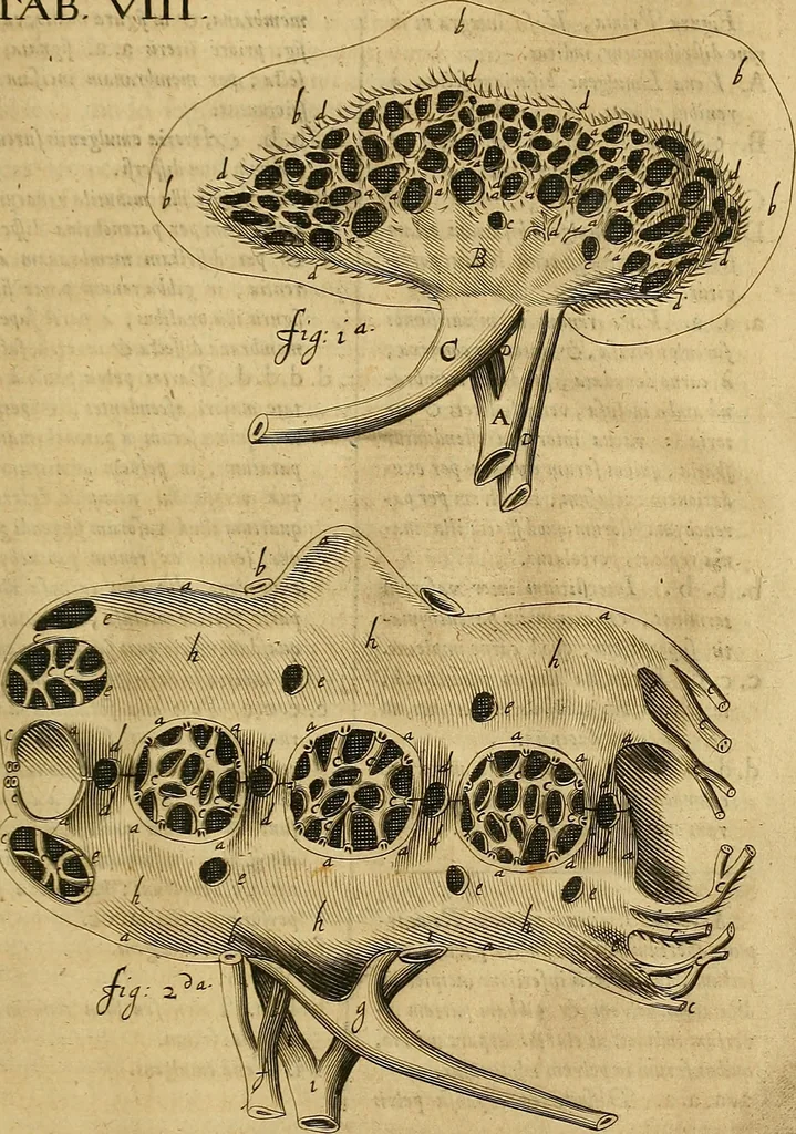 An illustration from Corporis humani disquisitio anatomica : in qua sanguinis circulationem in quavis corporis particula plurimis typis novis, 1651, leaf 94