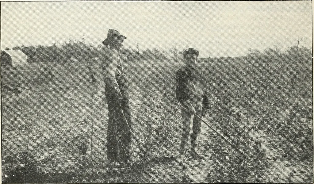 An illustration from The cost of producing cotton : 842 records, 1918, 1920, leaf 23