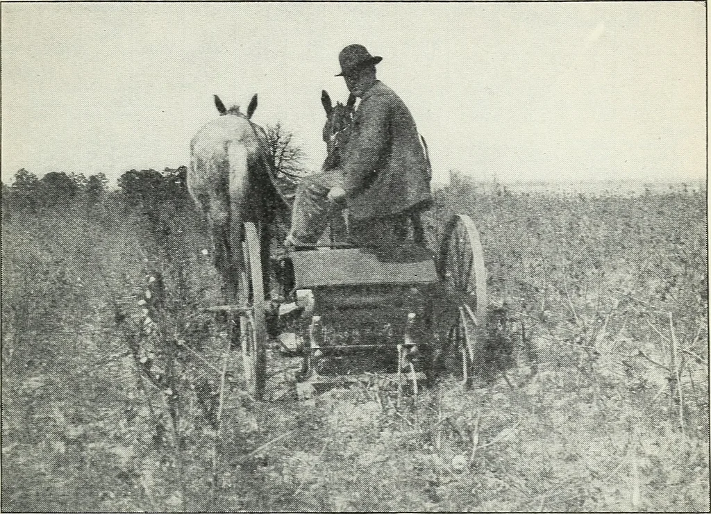 An illustration from The cost of producing cotton : 842 records, 1918, 1920, leaf 24