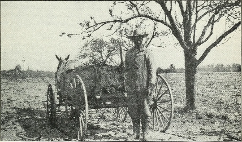 An illustration from The cost of producing cotton : 842 records, 1918, 1920, leaf 24