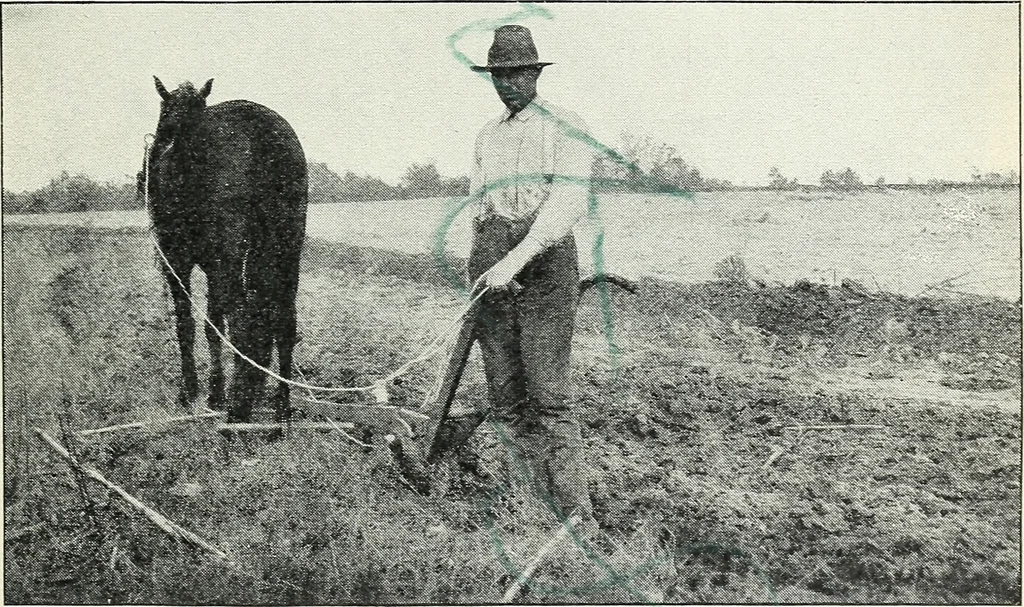 An illustration from The cost of producing cotton : 842 records, 1918, 1920, leaf 28