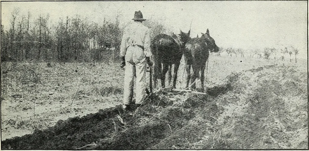 An illustration from The cost of producing cotton : 842 records, 1918, 1920, leaf 30