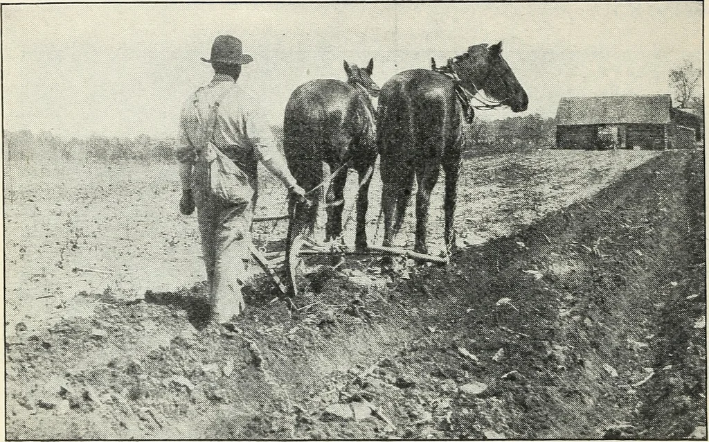 An illustration from The cost of producing cotton : 842 records, 1918, 1920, leaf 31