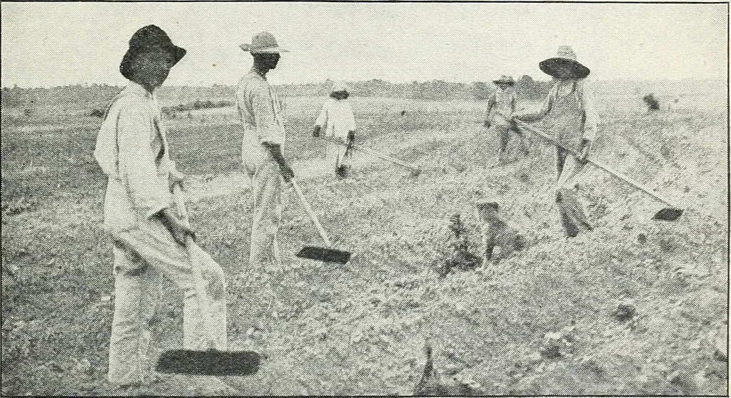 An illustration from The cost of producing cotton : 842 records, 1918, 1920, leaf 36