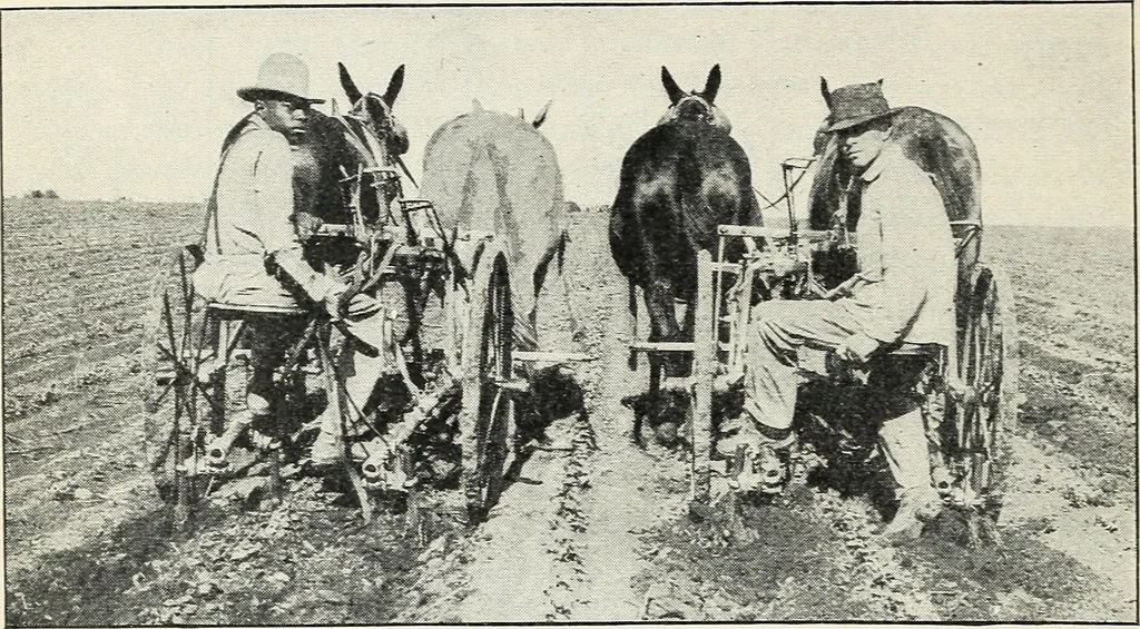 An illustration from The cost of producing cotton : 842 records, 1918, 1920, leaf 39
