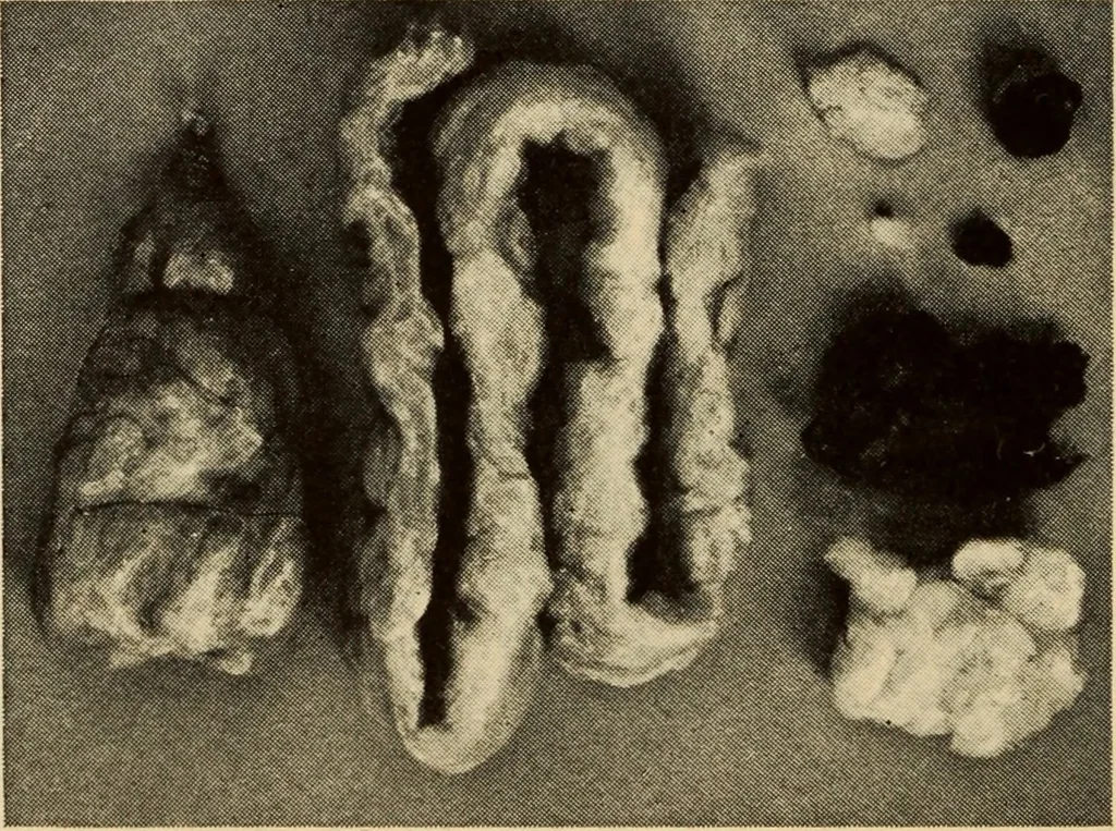 An illustration from Cotton, 1900, leaf 43