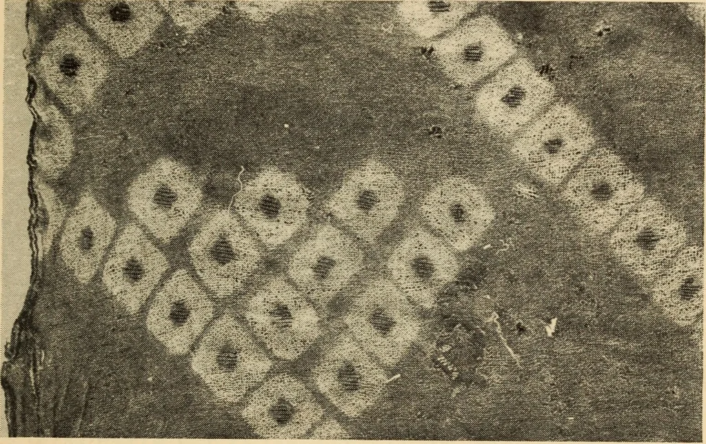 An illustration from Cotton, 1900, leaf 48
