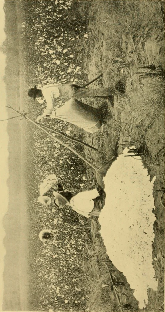 An illustration from Cotton and cotton manufacture, 1921, leaf 11