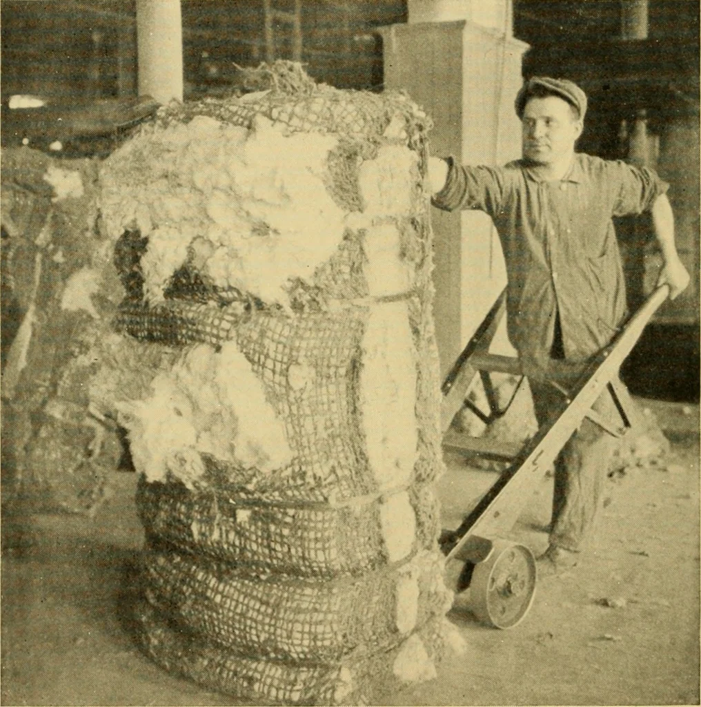 An illustration from Cotton and cotton manufacture, 1921, leaf 23