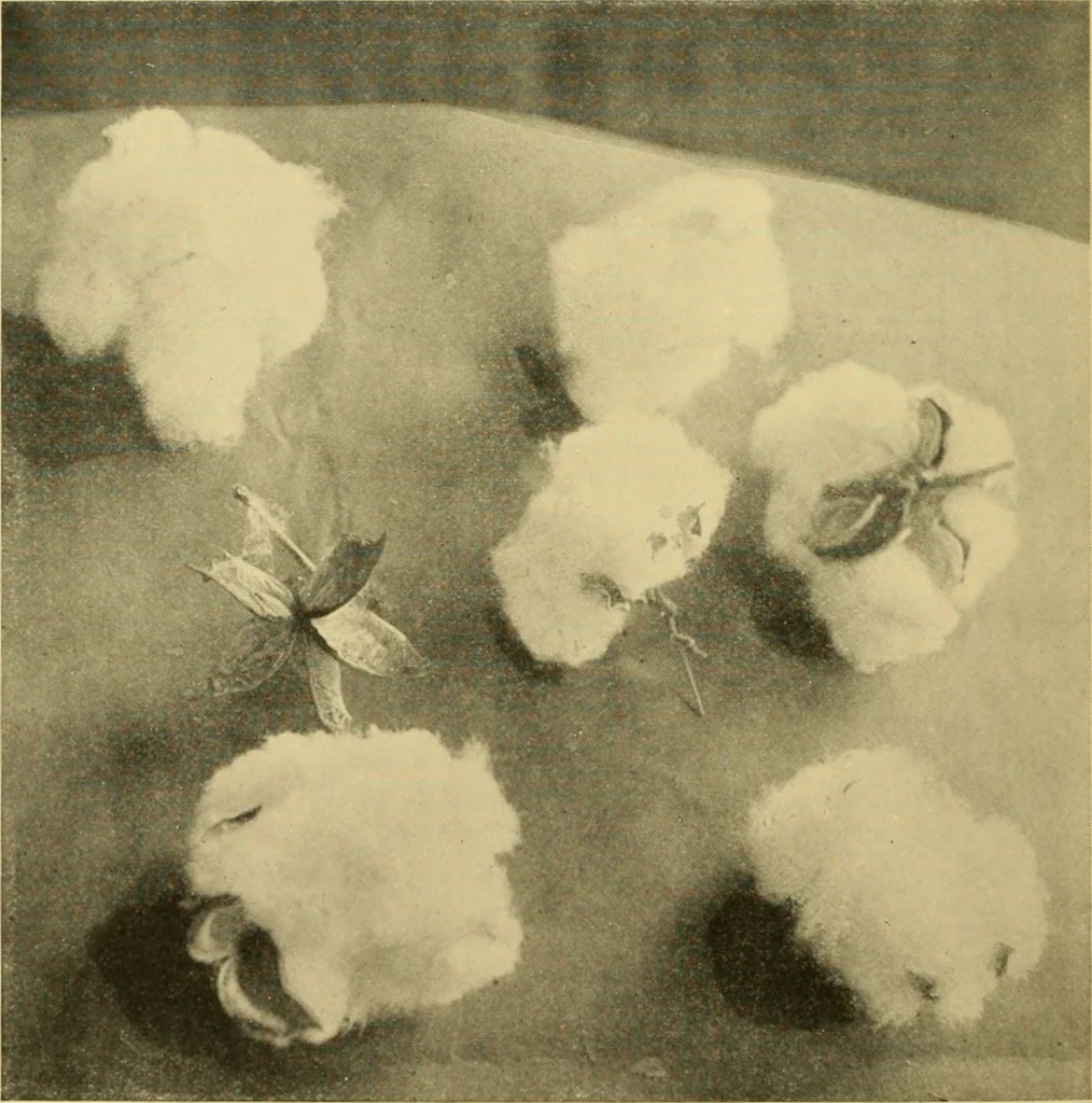 An illustration from Cotton and cotton manufacture, 1921, leaf 9
