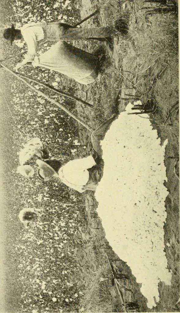 An illustration from Cotton and cotton manufacture, 1921, leaf 11