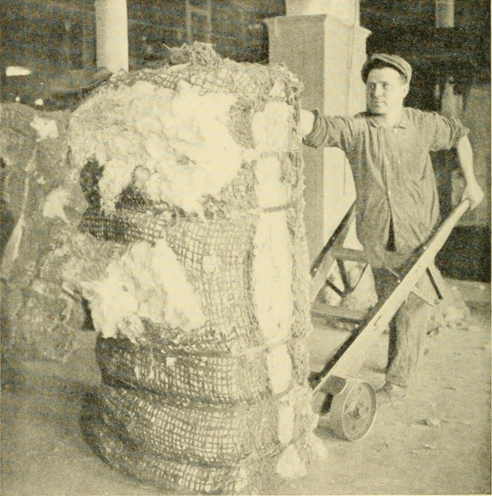 An illustration from Cotton and cotton manufacture, 1921, leaf 23
