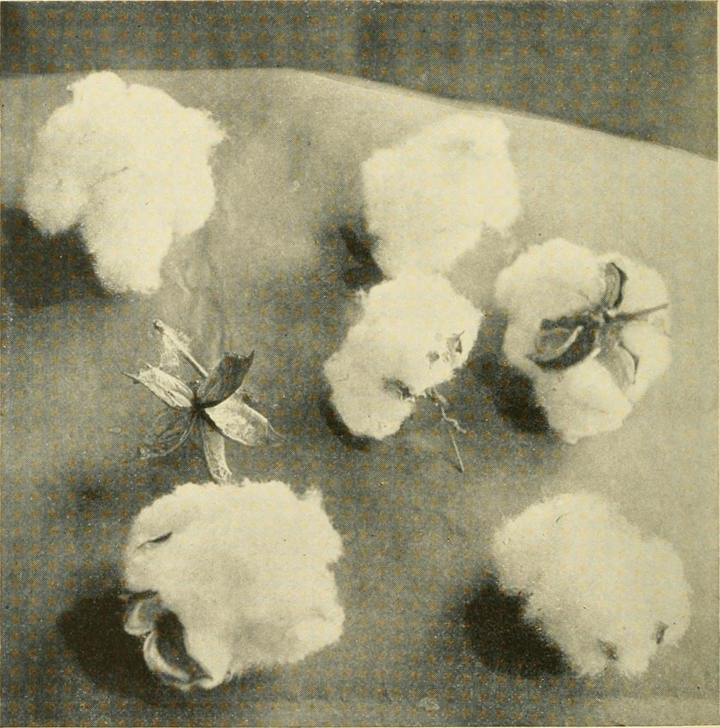 An illustration from Cotton and cotton manufacture, 1921, leaf 9