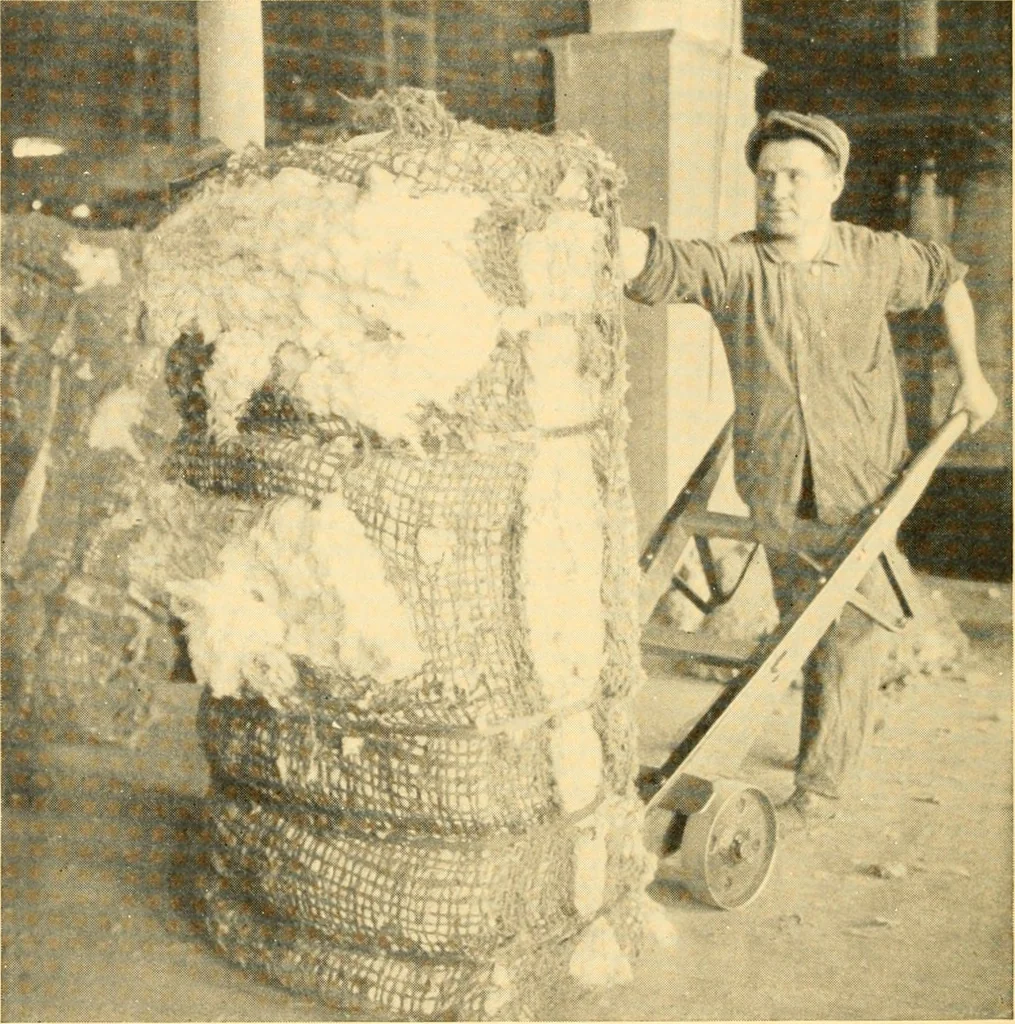An illustration from Cotton and cotton manufacture, 1921, leaf 23