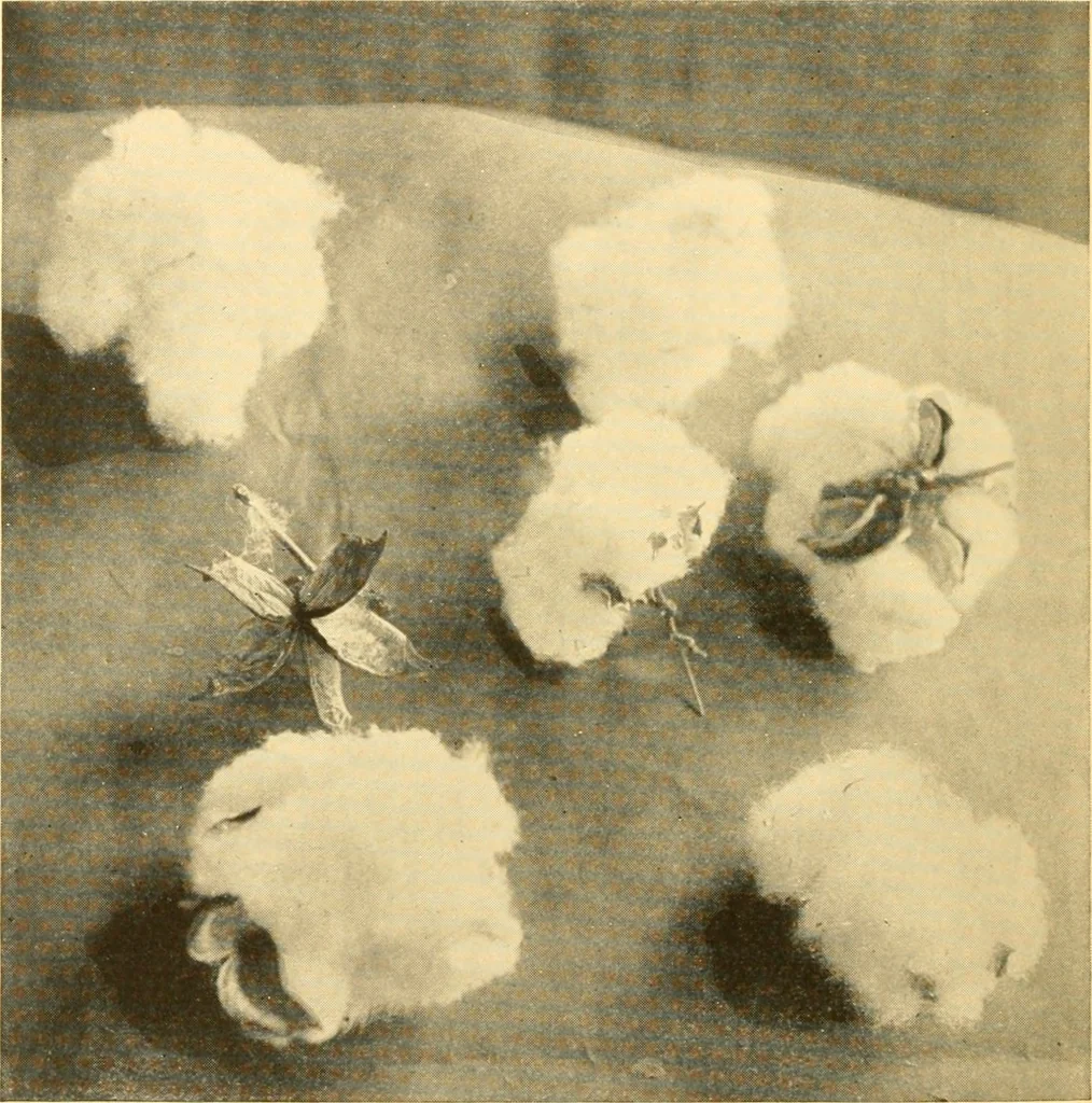 An illustration from Cotton and cotton manufacture, 1921, leaf 9