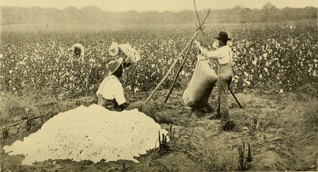 An illustration from Cotton and cotton manufacture, 1921, leaf 11