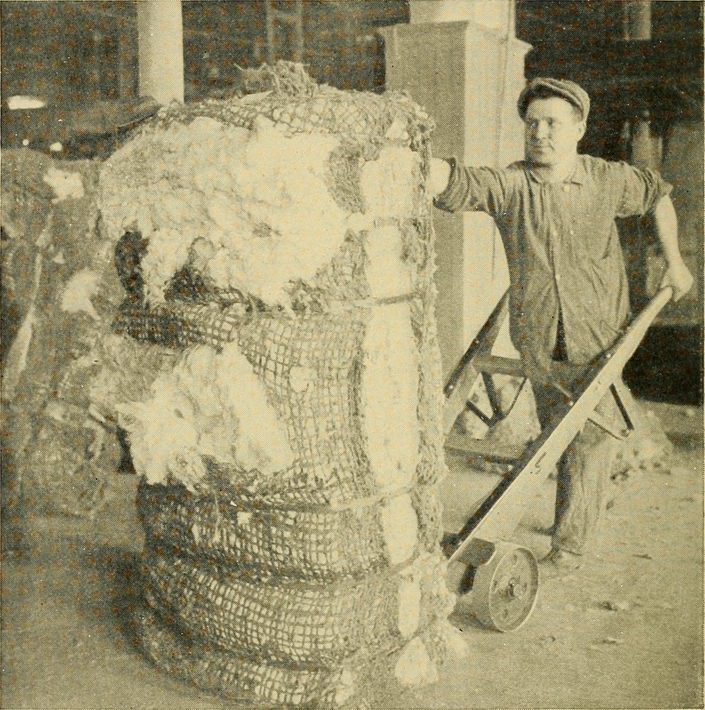 An illustration from Cotton and cotton manufacture, 1921, leaf 23