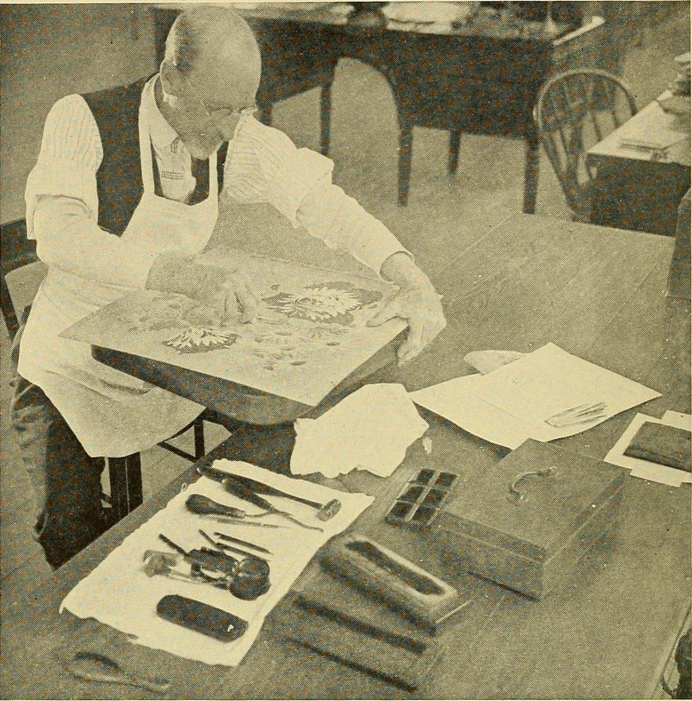 An illustration from Cotton and cotton manufacture, 1921, leaf 49