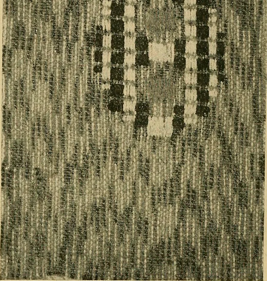 An illustration from A cotton fabrics glossary; containing instructions for the manufacture of every known grade and variety of cotton fabrics .., 1907, leaf 193