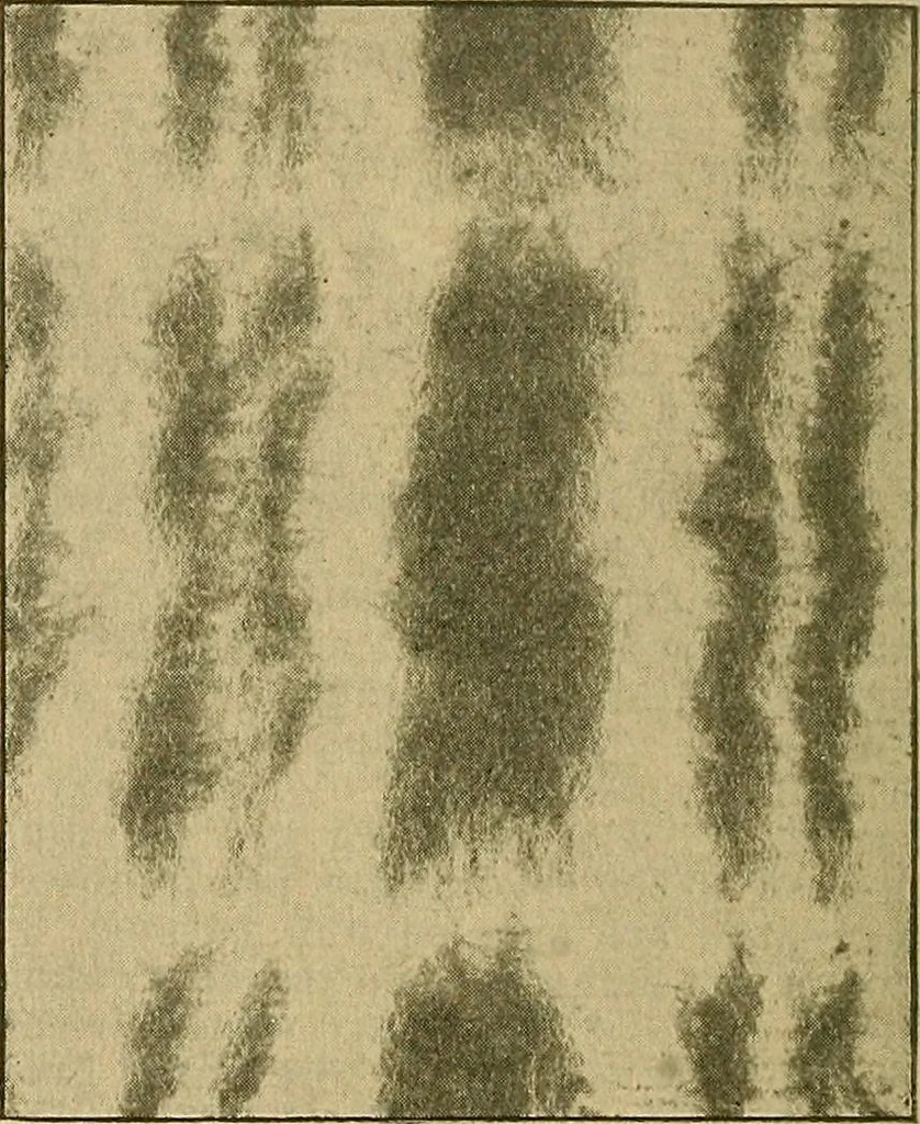 An illustration from A cotton fabrics glossary; containing instructions for the manufacture of every known grade and variety of cotton fabrics .., 1907, leaf 239