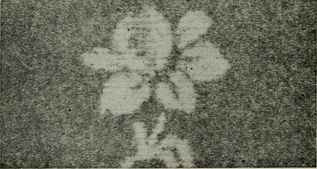An illustration from A cotton fabrics glossary, 1914, leaf 191