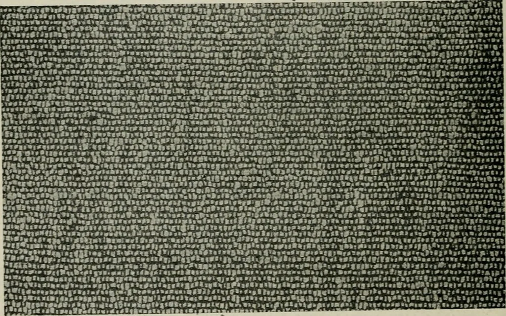An illustration from A cotton fabrics glossary, 1914, leaf 293