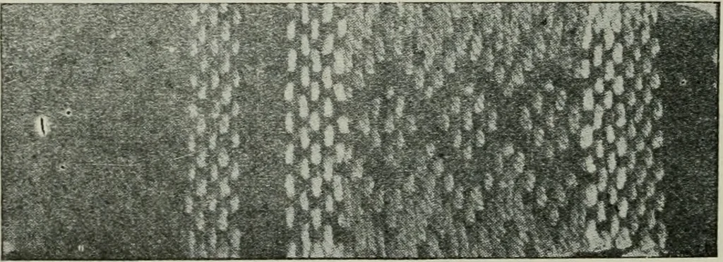 An illustration from A cotton fabrics glossary, 1914, leaf 365