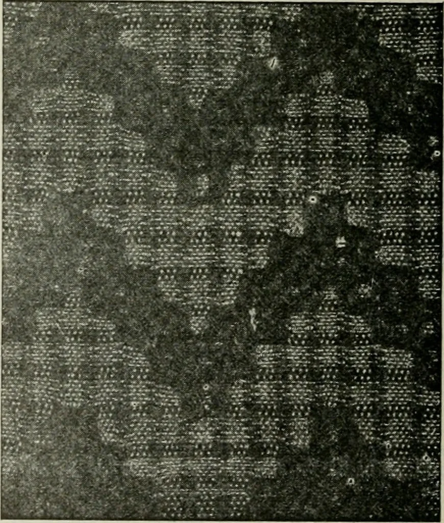 An illustration from A cotton fabrics glossary, 1914, leaf 465