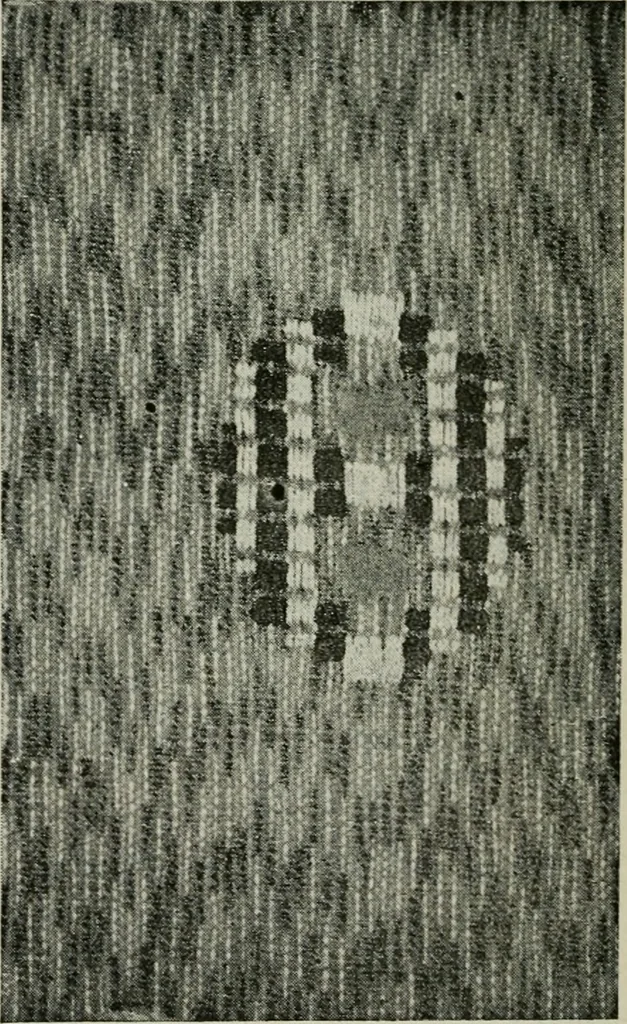 An illustration from A cotton fabrics glossary, 1914, leaf 553