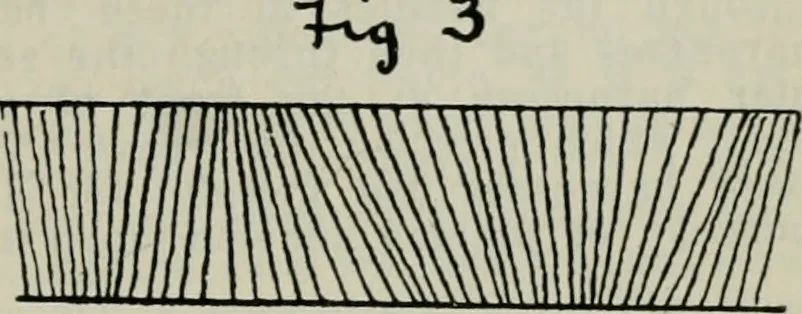 An illustration from A cotton fabrics glossary, 1914, leaf 594