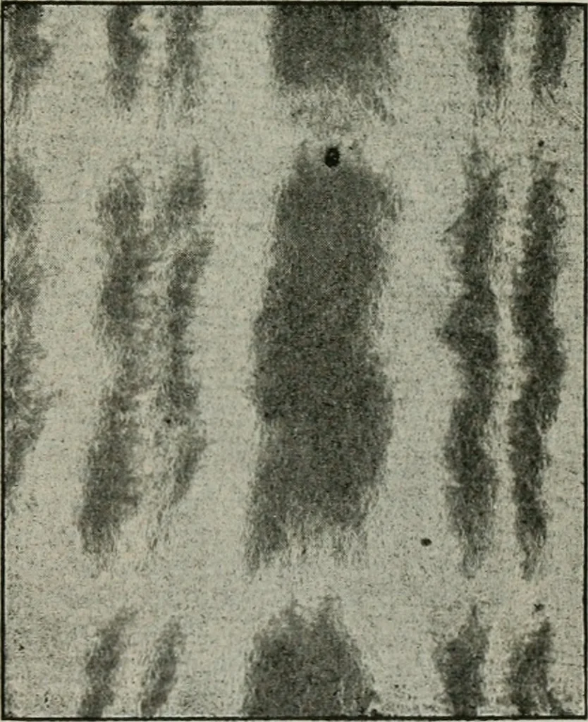An illustration from A cotton fabrics glossary, 1914, leaf 608