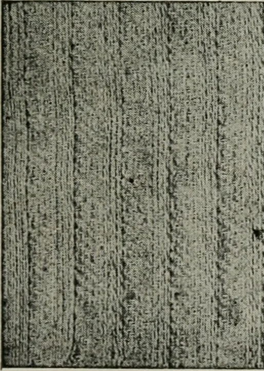 An illustration from A cotton fabrics glossary, 1914, leaf 668