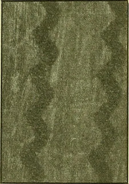 An illustration from A cotton fabrics glossary; containing instructions for the manufacture of every known grade and variety of cotton fabrics .., 1907, leaf 258