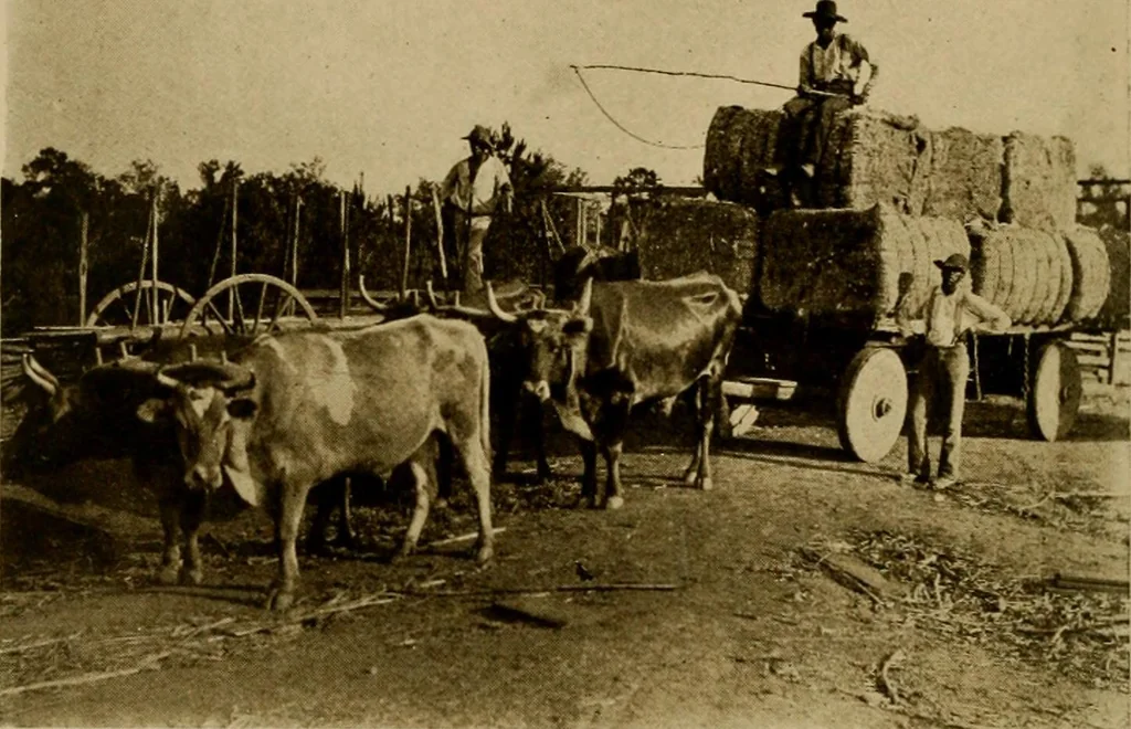 An illustration from Cotton, its cultivation, marketing, manufacture, and the problems of the cotton world, 1906, leaf 105
