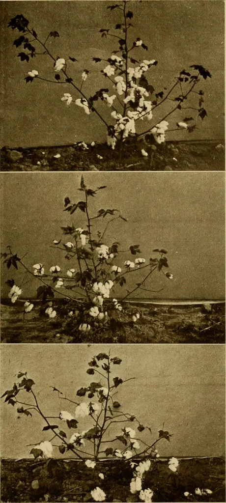 An illustration from Cotton, its cultivation, marketing, manufacture, and the problems of the cotton world, 1906, leaf 126