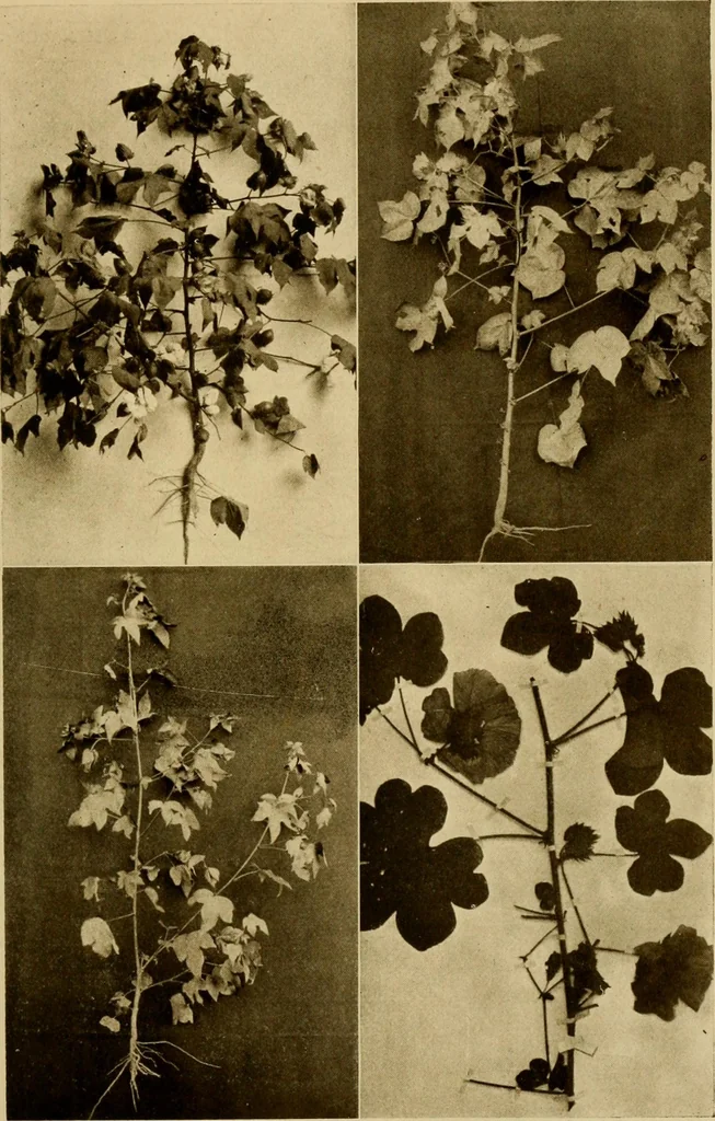 An illustration from Cotton, its cultivation, marketing, manufacture, and the problems of the cotton world, 1906, leaf 132