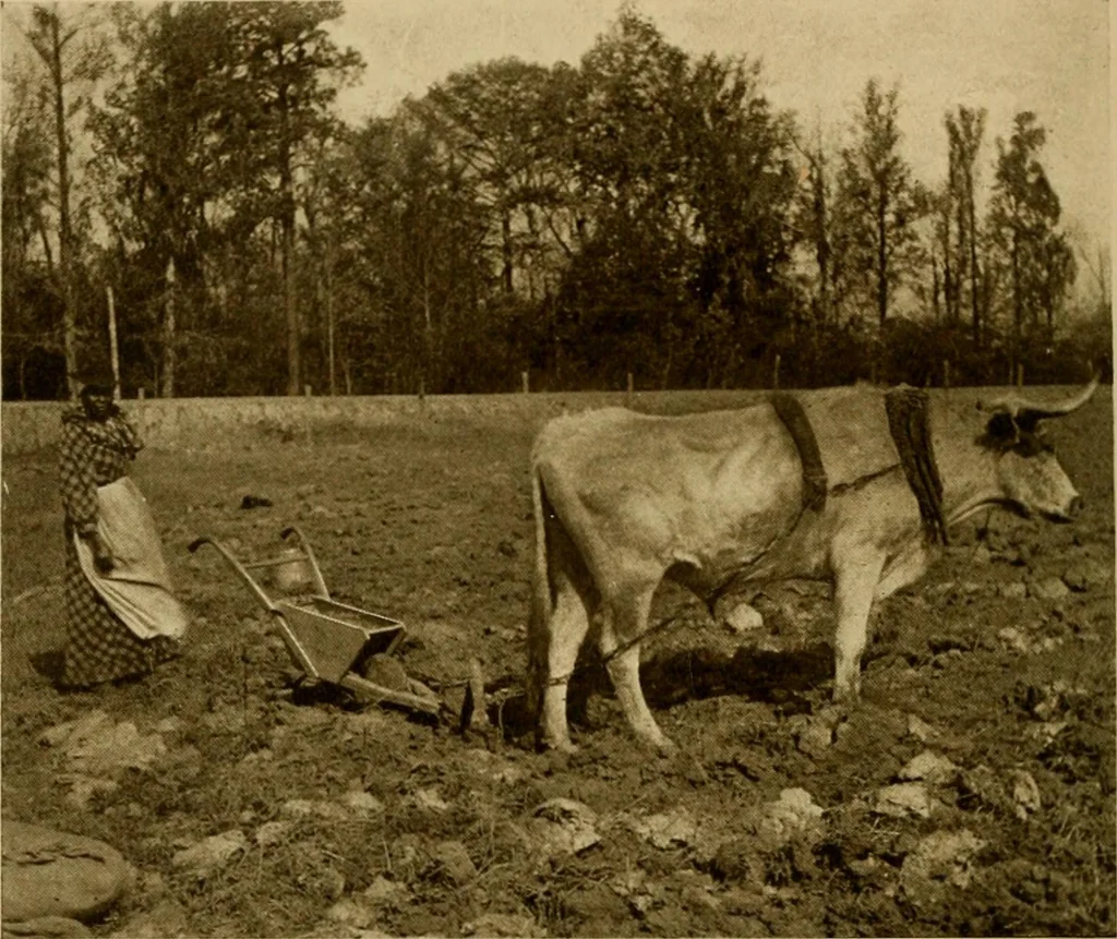 An illustration from Cotton, its cultivation, marketing, manufacture, and the problems of the cotton world, 1906, leaf 133