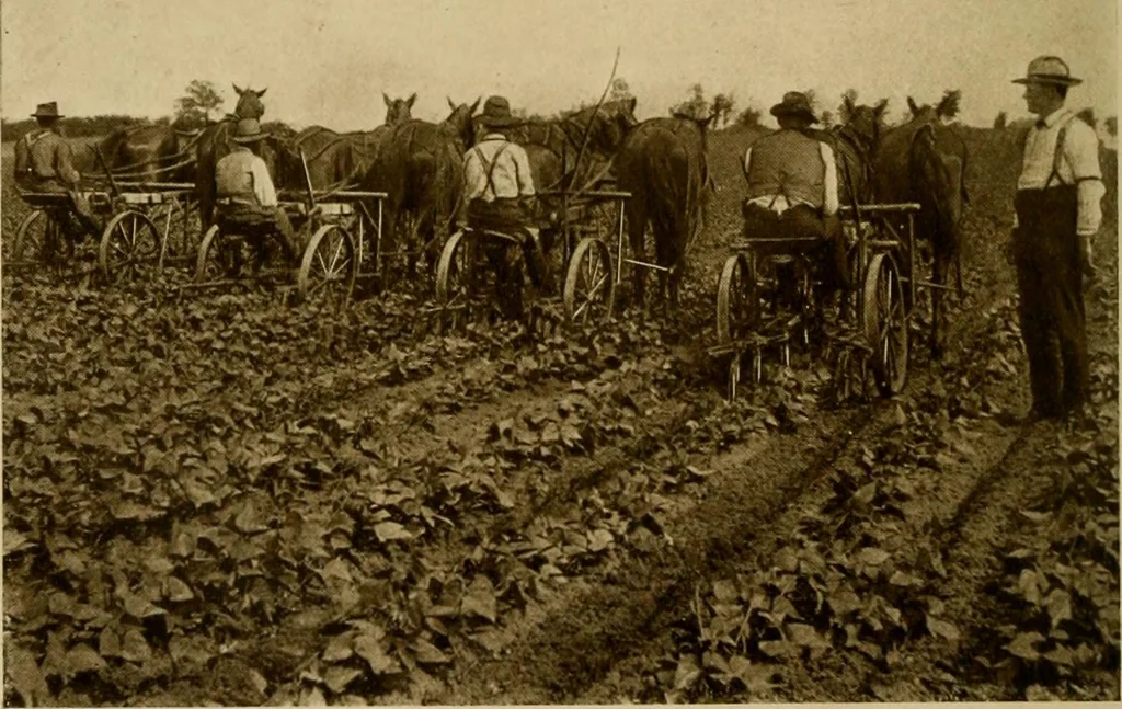 An illustration from Cotton, its cultivation, marketing, manufacture, and the problems of the cotton world, 1906, leaf 133