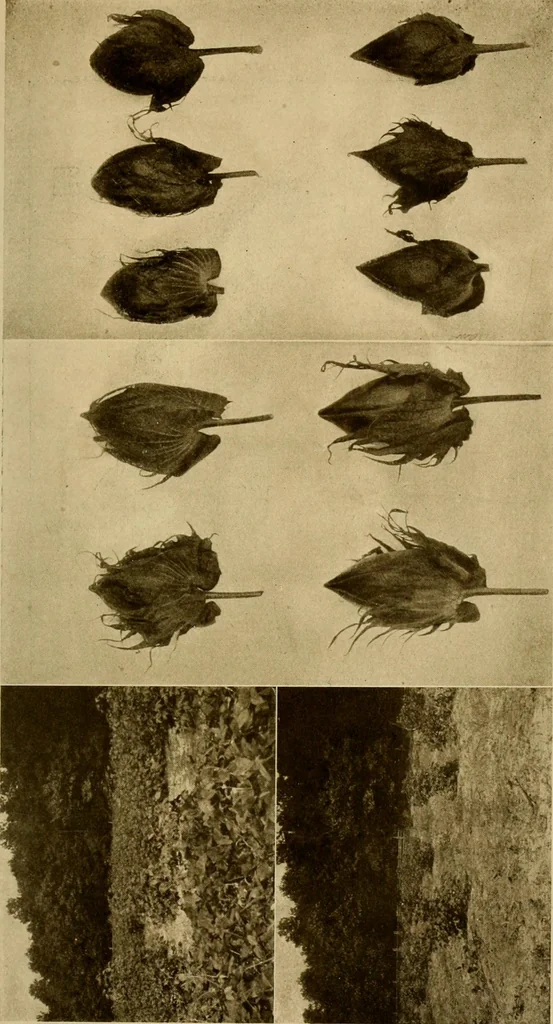 An illustration from Cotton, its cultivation, marketing, manufacture, and the problems of the cotton world, 1906, leaf 140