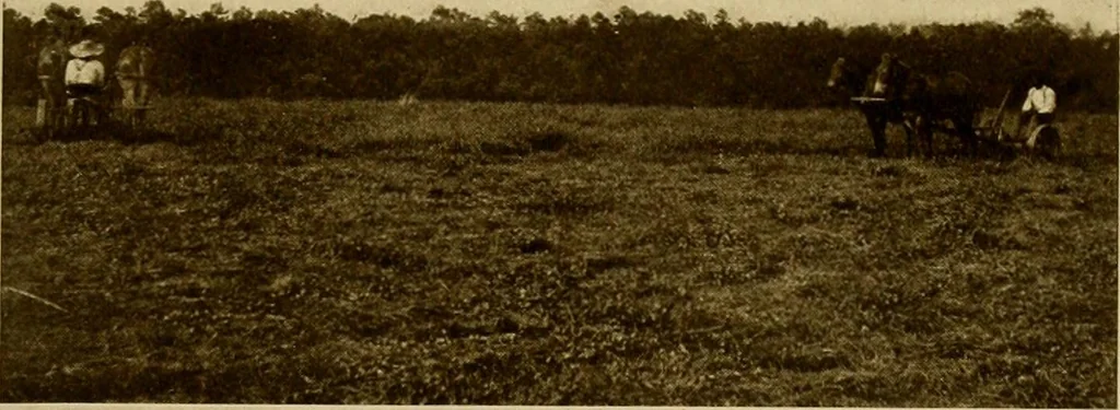 An illustration from Cotton, its cultivation, marketing, manufacture, and the problems of the cotton world, 1906, leaf 158