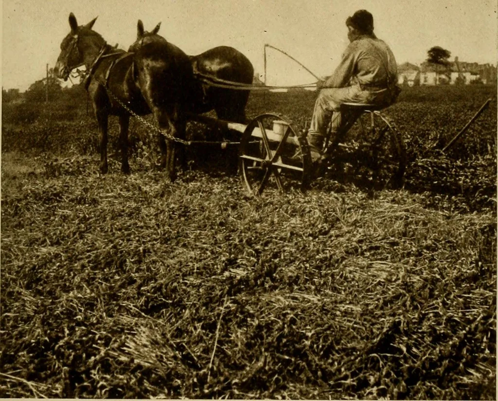 An illustration from Cotton, its cultivation, marketing, manufacture, and the problems of the cotton world, 1906, leaf 158