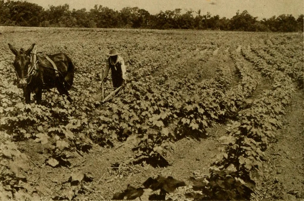 An illustration from Cotton, its cultivation, marketing, manufacture, and the problems of the cotton world, 1906, leaf 159